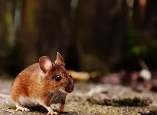 Fiebre por Hantavirus: No se notifican casos en la semana No. 5. Se acumulan 2 casos en lo que va de 2026.