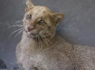 El aguarundí no se considera peligroso para las personas, y por lo general evita el contacto humano; solo podría reaccionar si se siente acorralado o amenazado.