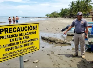 Autoridades alertan sobre presencia de lagartos en playa Torio