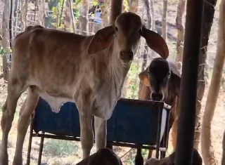 Los fuertes vientos característicos de esta época contribuyen a que las fuentes hídricas se sequen con mayor rapidez. Foto. Melquíades Vásquez