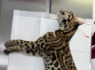 El reporte del atropello del felino silvestre fue realizado por guardaparques del Parque Nacional Soberanía. Foto. Cortesía