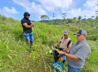 Las autoridades detallaron que la parcela evaluada tiene tres años de establecimiento en una extensión de seis hectáreas. Foto. Cortesía