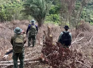 Hasta ahora, no se ha logrado ubicar a los responsables de la tala, pese a las labores de inspección y seguimiento realizadas en el área.