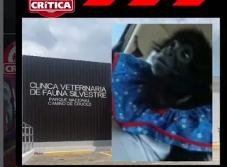 La familia que crió a la monita pide ver el cuerpo del animal 
