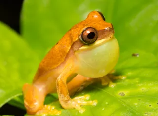Una rana arbórea amarillenta, cuyo llamado de apareamiento se utilizó en el estudio. Foto:  Ryan Taylor