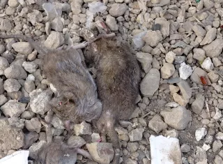 La regional de San Miguelito realizó el operativo de fumigación y desratización. Foto: Cortesia 