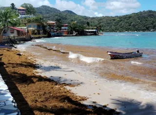 El sargazo se debe a una macroalga flotante que, aunque es vital en mar abierto como refugio marino, su llegada masiva a las playas es un fenómeno natural potenciado por el aumento de la temperatura del agua. Foto. Cortesía