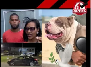 Presentan querella por perro que murieron asfixiados en Colón 