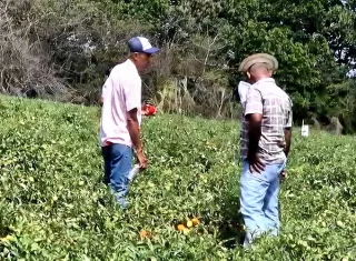 Retrasos y altos costos amenazan cosecha de tomate en Azuero