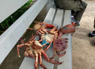  Las autoridades lograron el rescate de diversas especies, entre ellas centollas y langostas con huevas, las cuales fueron liberadas en su hábitat natural. Foto. Cortesía