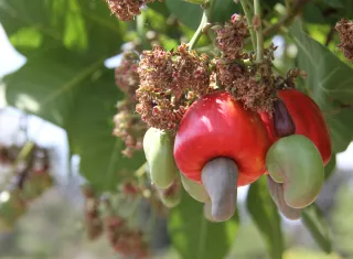 Panamá y su plan estratégico para rescatar el marañón