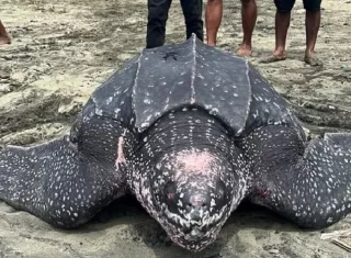 Tortuga gigante aparece en playa de Piña, Colón