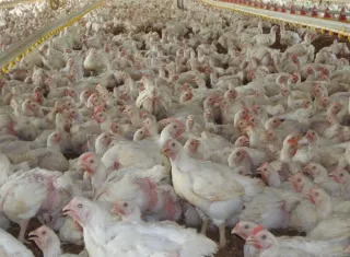 Retos sanitarios y comerciales en el sector avícola panameño