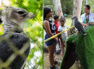 Entre selva y riesgo: así se mueve el Águila Harpía en Panamá
