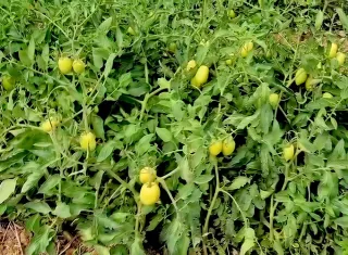 Azuero: Alza del combustible encarece producción agropecuaria