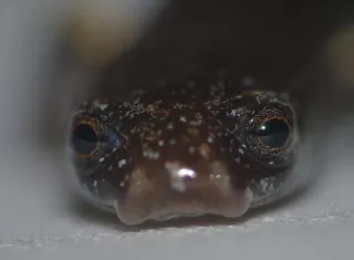 Aparece en Colón rara salamandra y sorprende a científicos en Panamá