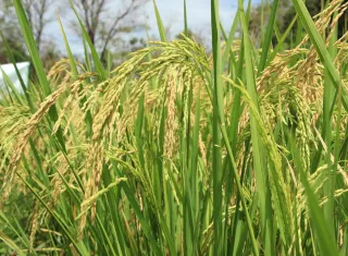 El titular del MIDA aseguró que la población puede estar tranquila, ya que “no vamos a tener desabastecimiento de arroz de ninguna manera”.