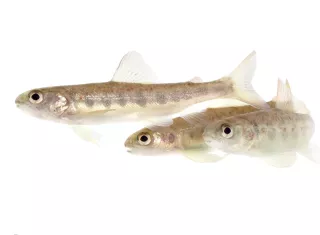 Cocaína en ríos altera conducta del salmón y preocupa a científicos