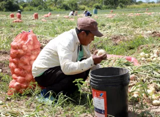Coclé arranca cosecha de cebolla con impulso de más de $800 mil en créditos