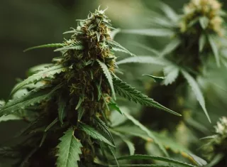  La reclasificación inmediata de la marihuana aprobada por la Administración de Alimentos y Medicamentos de los Estados Unidos (FDA) y de la marihuana con licencia estatal", que ahora pasará de la categoría I. 