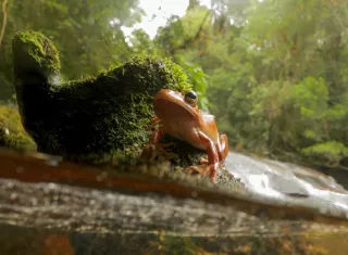Variedad de hábitats dentro de bosques ayuda a la rana a combatir hongo mortal