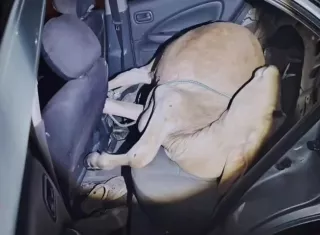 Llevaban como pasajero un novillo hurtado