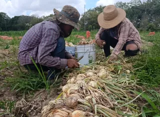 Cebolleros de Natá buscan salvar la cosecha ante lluvias y sobreproducción