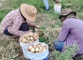 En Natá se cultivan aproximadamente 173 mil hectáreas de cebolla.
