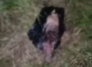 La dueña del can está solicitando a las autoridades que se investigue este caso de crueldad animal.  /   Foto: arexiosantos_