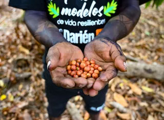 Comunidades en Darién impulsan producción sostenible