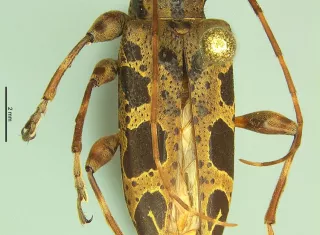 Panamá amplía biodiversidad con nuevo escarabajo de antenas largas