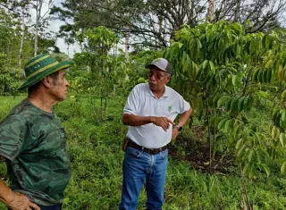 Gatún apuesta fuerte por el café robusta con apoyo técnico