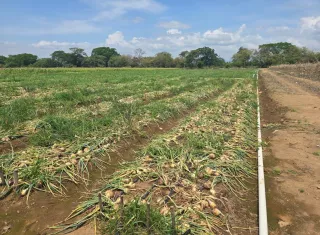 Cultivo de cebolla. Foto: Cortesía