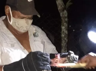 El equipo del MIDA logró la captura de 39 hematófagos en cuatro rebaños ubicados en las comunidades de Quebradón, Escobal, La Estrella y La Escoba. Foto. Cortesía