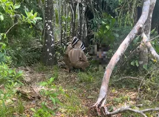 Ataque de abejas africanizadas en Chepo deja un muerto