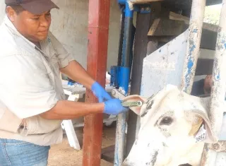  Refuerzan lucha contra brucelosis bovina en los distritos de Colón y Chagres