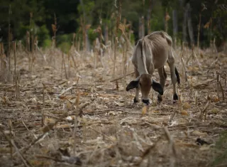 Una vaca en medio de un maizal árido, durante una sequía por el fenómeno de 'El Niño', en la Península de Azuero. Foto: EFE