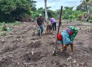 La agrupación desarrolla programas enfocados en la siembra de yuca, granos básicos y musáceas, buscando garantizar la soberanía alimentaria