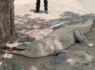 Se realiza un estudio para deteminar la población de estos reptiles