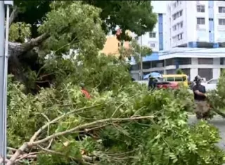 No se reportaron heridos ni afectaciones por la caída del árbol.