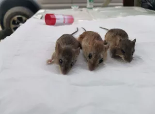Hasta la fecha, Panamá acumula 16 casos de hantavirus en 2026. De esos, siete corresponden al Síndrome Cardiopulmonar por Hantavirus y nueve a Fiebre por Hantavirus. 
