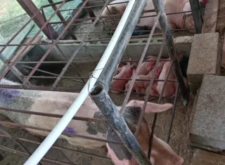 Según cifras del gremio, desde 2018 se pasó de 543,000 animales sacrificados a 696,000 al cierre de 2025. Foto: Cortesía