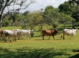 La sequía golpea con fuerza a sectores como el corregimiento de Herrera, en La Chorrera.  /  Foto: Eric Montenegro