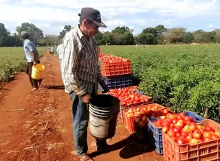 Actualmente, unos 38 productores cultivan cerca de 70 hectáreas de tomate industrial, pero aseguran que el aumento constante de los costos de producción ha reducido al mínimo la rentabilidad del negocio