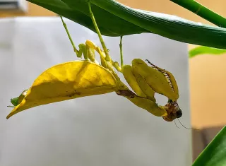 Según los investigadores, los ejemplares de esta mantis suelen presentar tonalidades verdes, por lo que el descubrimiento de hembras amarillas aporta nuevos datos sobre la diversidad 