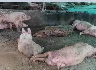 Los porcicultores hicieron un llamado al Instituto de Mercadeo Agropecuario (IMA) para que amplíe el programa especial de venta de carne de cerdo