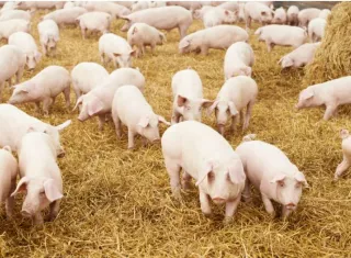 Porcinocultores solicitan al Gobierno la suspensión de las licencias que autorizan la entrada al país de más de 3 mil toneladas de carne de cerdo importada. 