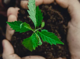 El estudio determina que el instrumento Ecobarómetro “Conciencia Ambiental” es plenamente apto para su aplicación en el contexto panameño. Foto: Pexels