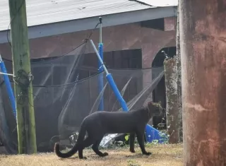 Felino silvestre devora gallinas en Cativá; vecinos temen por niños