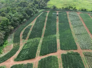 Entre los meses de enero a mayo de este año, las exportaciones de fruta fresca desde Panamá Oeste fueron de 359,000 cajas. Foto. Eric Montenegro